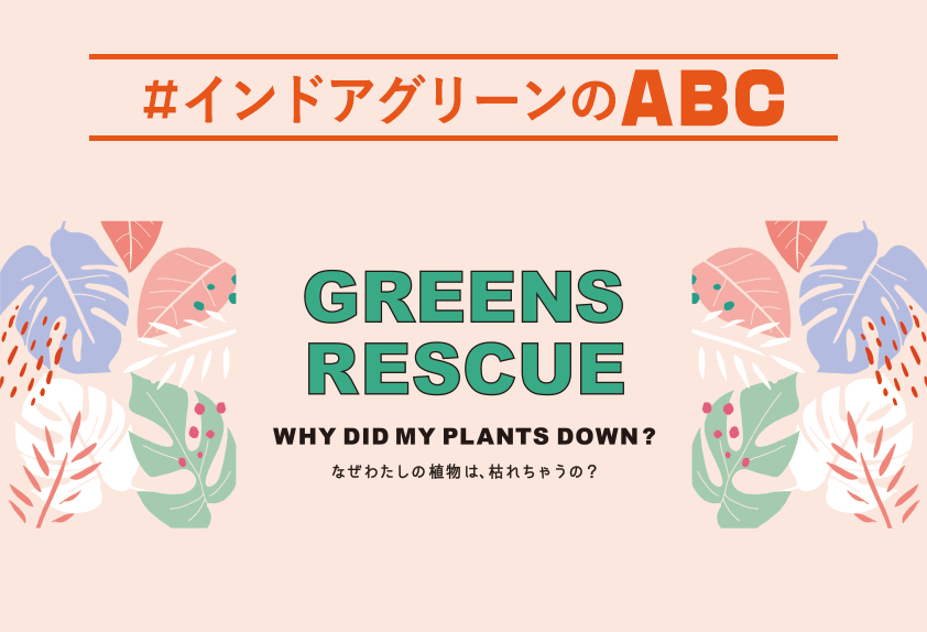 インドアグリーンのABC　なぜわたしの植物は、枯れちゃうの？　WHY DID MY PLANTS DOWN?
